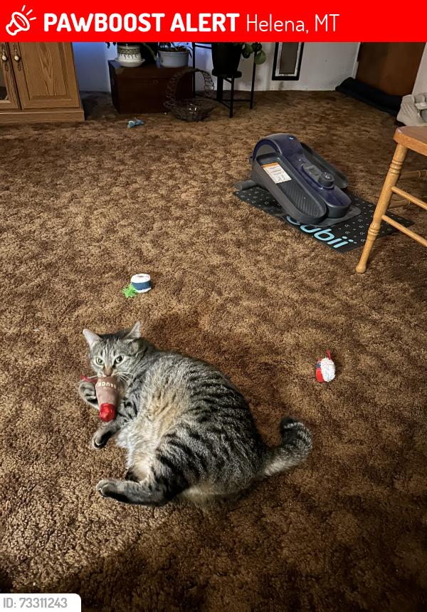 Lost Female Cat last seen Near, Helena, MT 59602