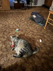 Lost Female Cat last seen Near, Helena, MT 59602