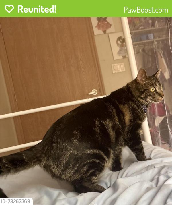 Reunited Male Cat last seen 23rd Ave 5th Street, Greeley, CO 80631