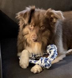 Reunited Female Dog last seen Target on California Oaks, Murrieta, CA 92562