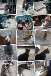 Lost Male Cat last seen Davie Blvd and SW 4th Ave, Fort Lauderdale, FL 33315