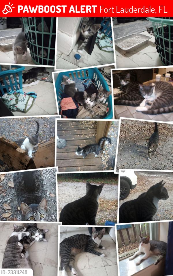 Lost Male Cat last seen Davie Blvd and SW 4th Ave, Fort Lauderdale, FL 33315