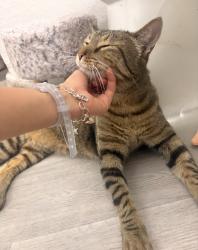Reunited Male Cat last seen Ozalid Lane, San Antonio, TX 78224