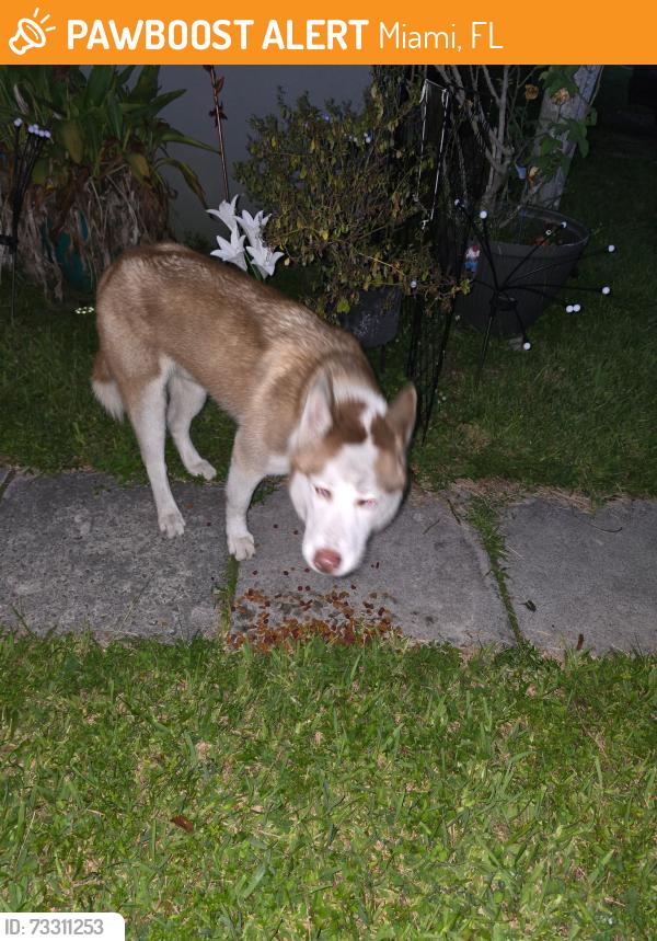 Found/Stray Male Dog last seen Nw 27 Ave 33142, Miami, FL 33142
