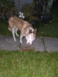 Found/Stray Male Dog last seen Nw 27 Ave 33142, Miami, FL 33142