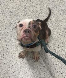 Shelter Stray Male Dog last seen Near BLOCK MENDOTA ST, DETROIT MI 48204, 7401 Chrysler Dr, Detroit, MI 48211, USA