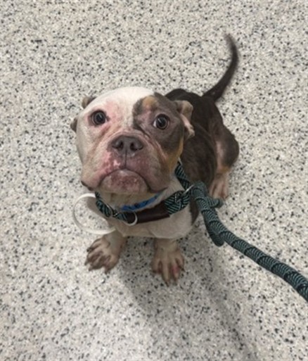 Shelter Stray Male Dog last seen Near BLOCK MENDOTA ST, DETROIT MI 48204, 7401 Chrysler Dr, Detroit, MI 48211, USA