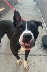 Shelter Stray Male Dog last seen Near BLOCK BLEVINS GAP RD, 3528 Newburg Rd, Louisville, KY 40218, USA