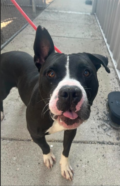 Shelter Stray Male Dog last seen Near BLOCK BLEVINS GAP RD, 3528 Newburg Rd, Louisville, KY 40218, USA