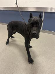 Shelter Stray Female Dog last seen BISCAYNE BLVD & NE 50TH TER, 3599 NW 79th Ave, Doral, FL 33122, USA