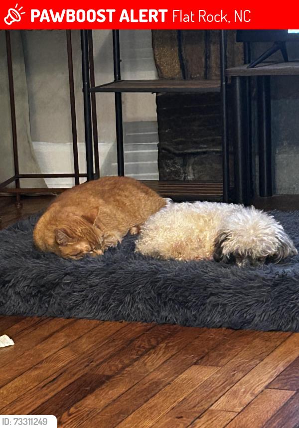 Lost Female Cat last seen Upward Rd Hendersonville NC, Flat Rock, NC 28731