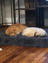 Lost Female Cat last seen Upward Rd Hendersonville NC, Flat Rock, NC 28731