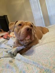 Reunited Male Dog last seen Near granada ln Lewisville tx 75067, Lewisville, TX 75067