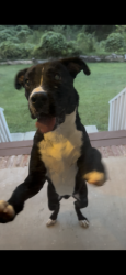 Found/Stray Male Dog last seen Brice and Dodson rd, Union City, GA 30291