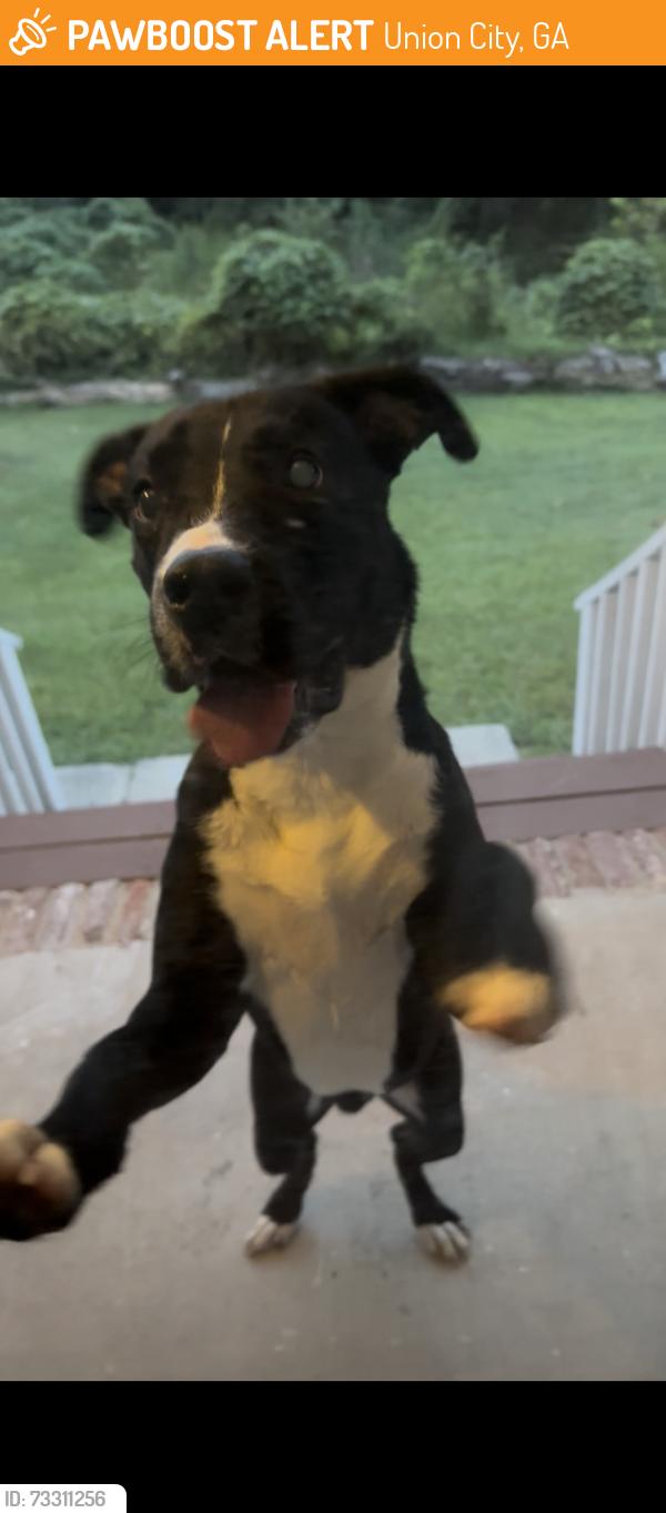 Found/Stray Male Dog last seen Brice and Dodson rd, Union City, GA 30291