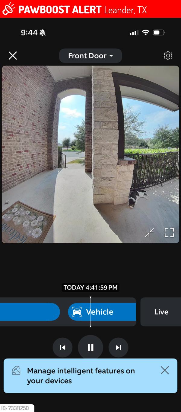 Lost Female Cat last seen Near Coral Valley dr, Leander, TX 78641