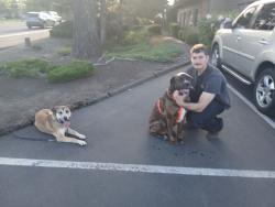Lost Male Dog last seen Near SW Fairview Blvd, Portland, OR 97221, Portland, OR 97221