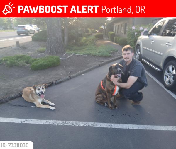 Lost Male Dog last seen Near SW Fairview Blvd, Portland, OR 97221, Portland, OR 97221