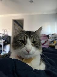 Reunited Female Cat last seen Fred Warning Dr & Clinton St, Indio, CA 92201