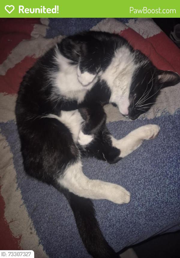 Reunited Male Cat last seen Tesco Express, Rayners Lane est, Harrow Town Sports Club, Harrow, England 