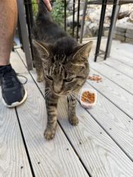 Found/Stray Unknown Cat last seen Stone Hill Rd, Boston, MA 02136