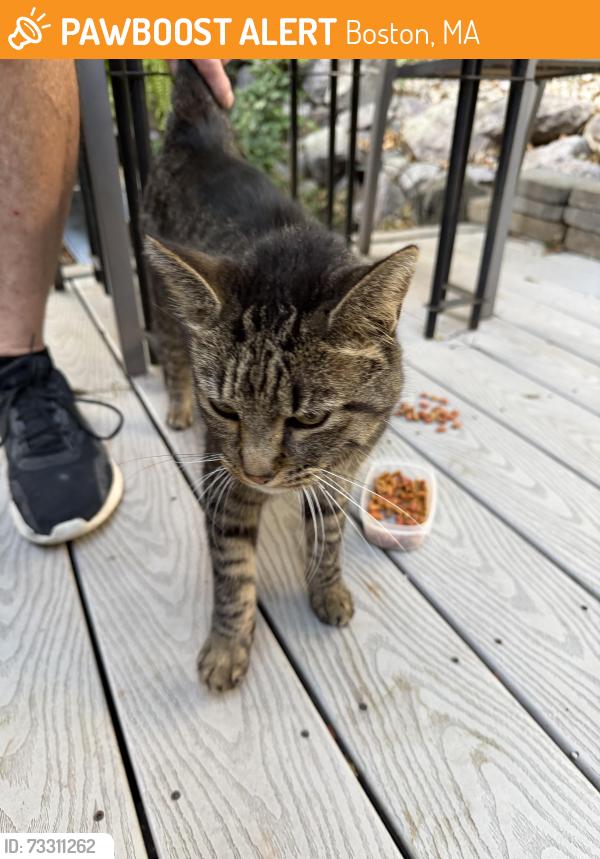 Found/Stray Unknown Cat last seen Stone Hill Rd, Boston, MA 02136