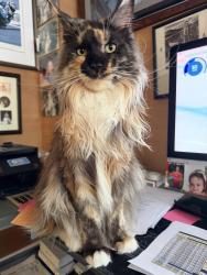 Reunited Female Cat last seen Newington Road north of Airport Road, Newington, NH 03801