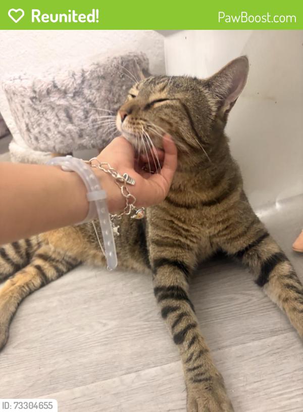 Reunited Male Cat last seen Ozalid Lane, San Antonio, TX 78224