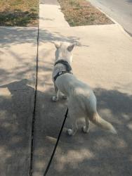 Reunited Female Dog last seen Callabra, San Antonio, TX 78251