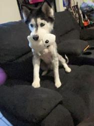 Reunited Female Dog last seen Congress and Roberts Lane, Lake Worth Beach, FL 33461
