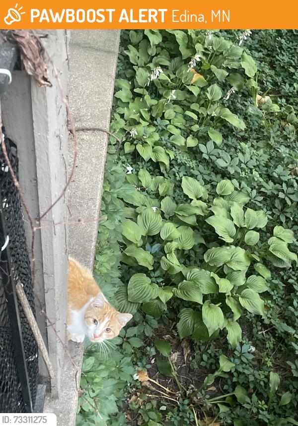 Found/Stray Unknown Cat last seen Gallagher drive, Edina, MN 55435