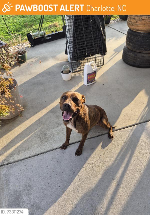 Found/Stray Female Dog last seen Harris Houston, Charlotte, NC 28262