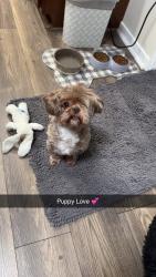 Reunited Female Dog last seen Country lane/Baltimore Pike, Hanover, PA 17331