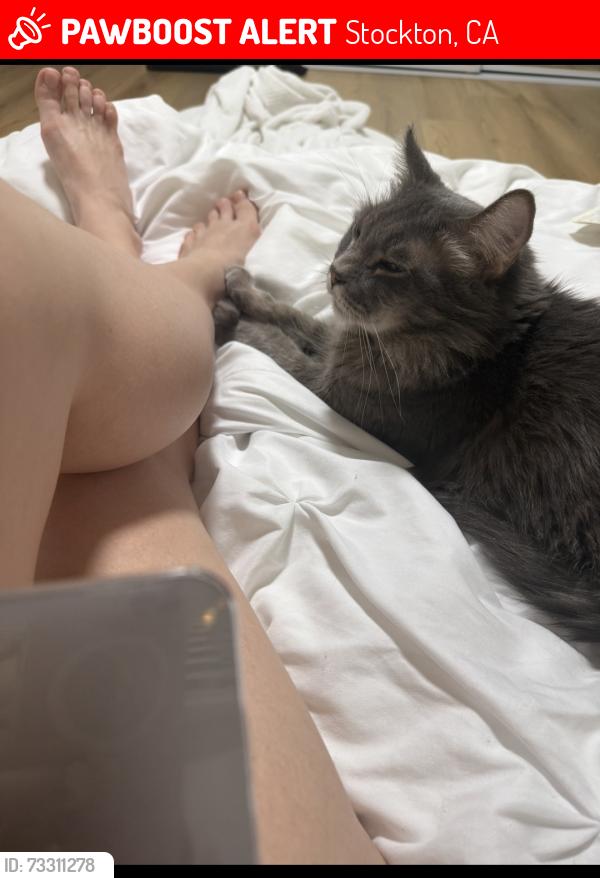 Lost Male Cat last seen Stockton, Stockton, CA 95202
