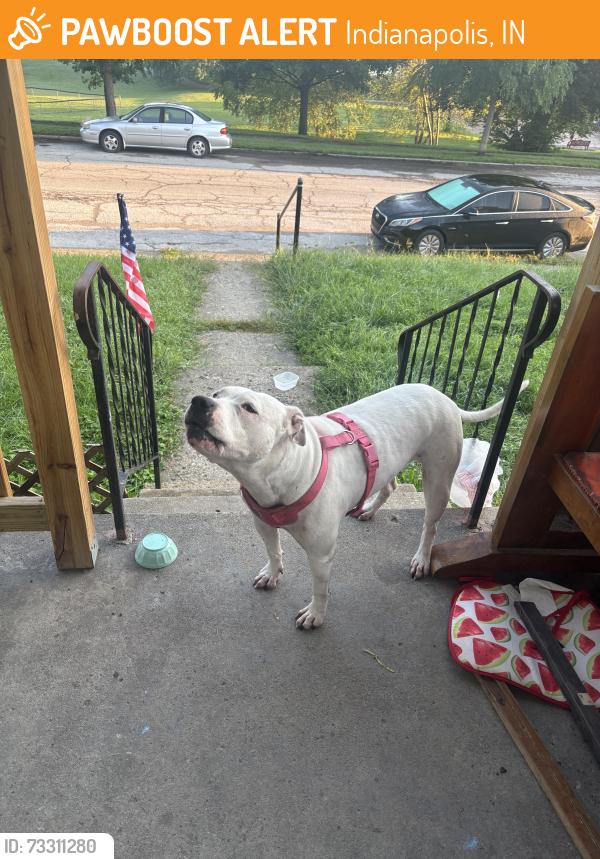 Found/Stray Female Dog last seen Lee and Wilkins, Indianapolis, IN 46221