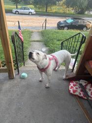 Found/Stray Female Dog last seen Lee and Wilkins, Indianapolis, IN 46221