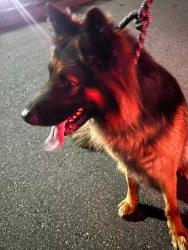 Found/Stray Male Dog last seen Rocky River Rd, Harrisburg Rd, i485 area, Charlotte, NC 28215