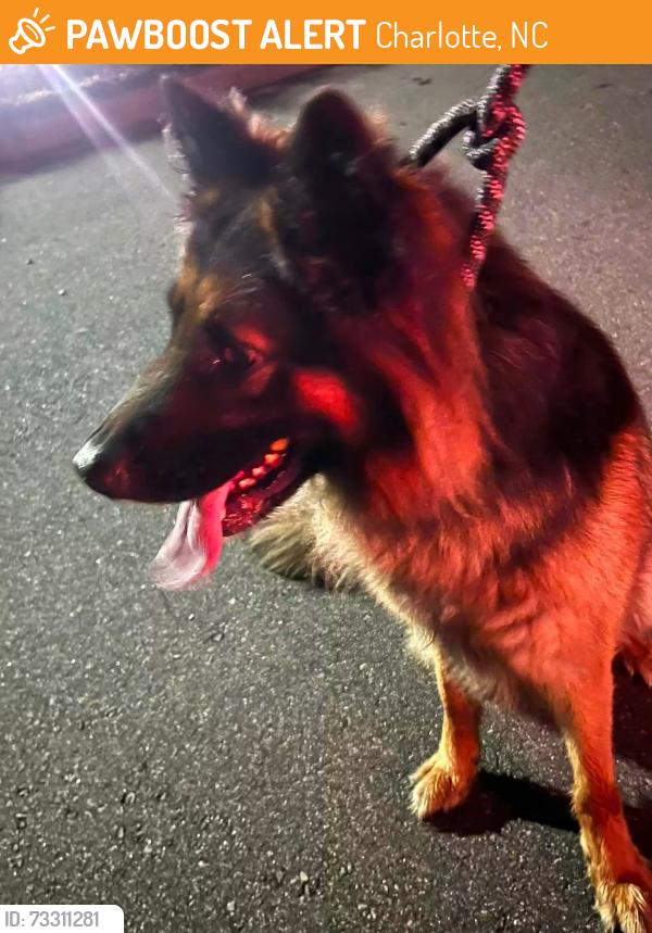 Found/Stray Male Dog last seen Rocky River Rd, Harrisburg Rd, i485 area, Charlotte, NC 28215