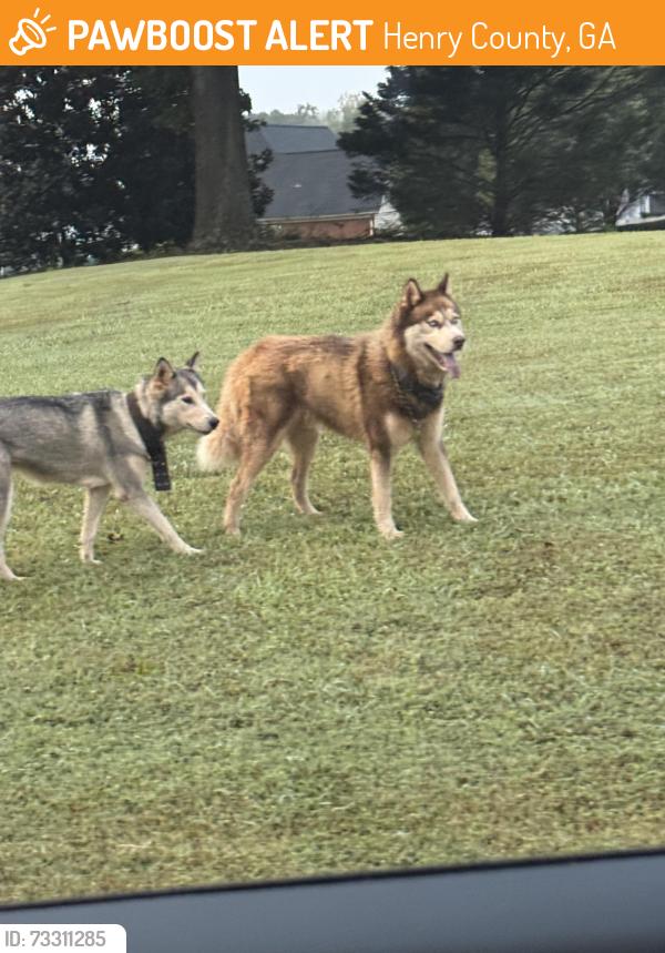Found/Stray Unknown Dog last seen Kelleytown Road near Publix, Henry County, GA 30252