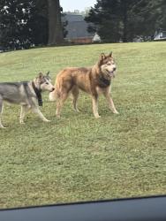 Found/Stray Unknown Dog last seen Kelleytown Road near Publix, Henry County, GA 30252