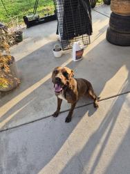 Found/Stray Female Dog last seen Harris hueston, Charlotte, NC 28262