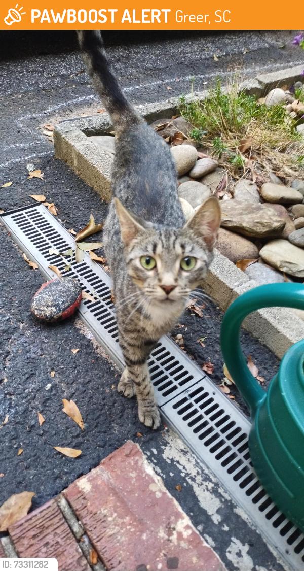 Found/Stray Female Cat last seen Near Mutts BBQ in Greer SC, Greer, SC 29651