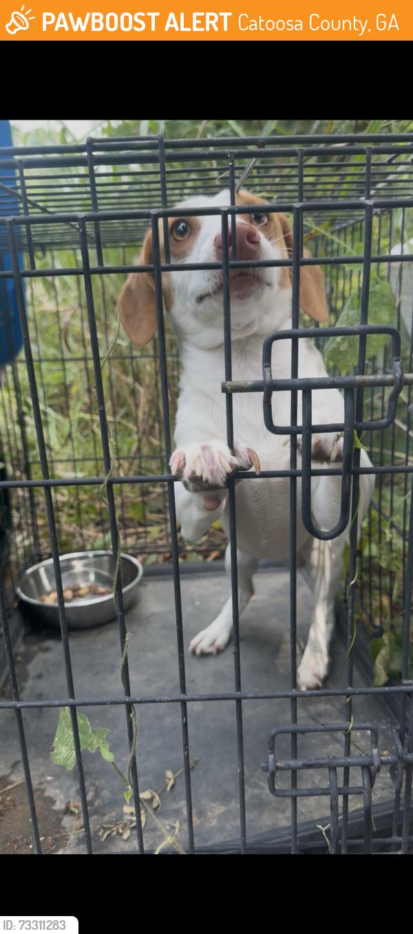 Found/Stray Male Dog last seen Parton Lane, Ringgold GA, Catoosa County, GA 30736