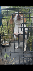 Found/Stray Male Dog last seen Parton Lane, Ringgold GA, Catoosa County, GA 30736