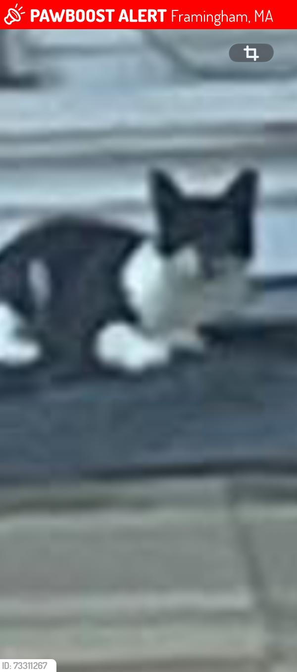 Lost Male Cat last seen Arlington, Framingham, MA 01702
