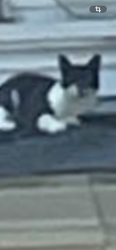 Lost Male Cat last seen Arlington, Framingham, MA 01702