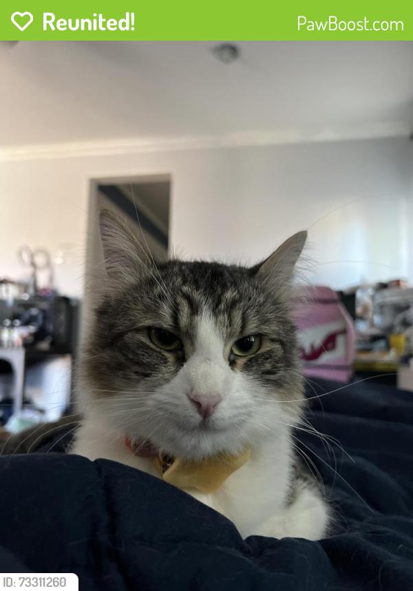 Reunited Female Cat last seen Fred Warning Dr & Clinton St, Indio, CA 92201