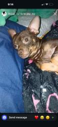 Lost Male Dog last seen Near e weldon Fresno CA 93703, Fresno, CA 93703