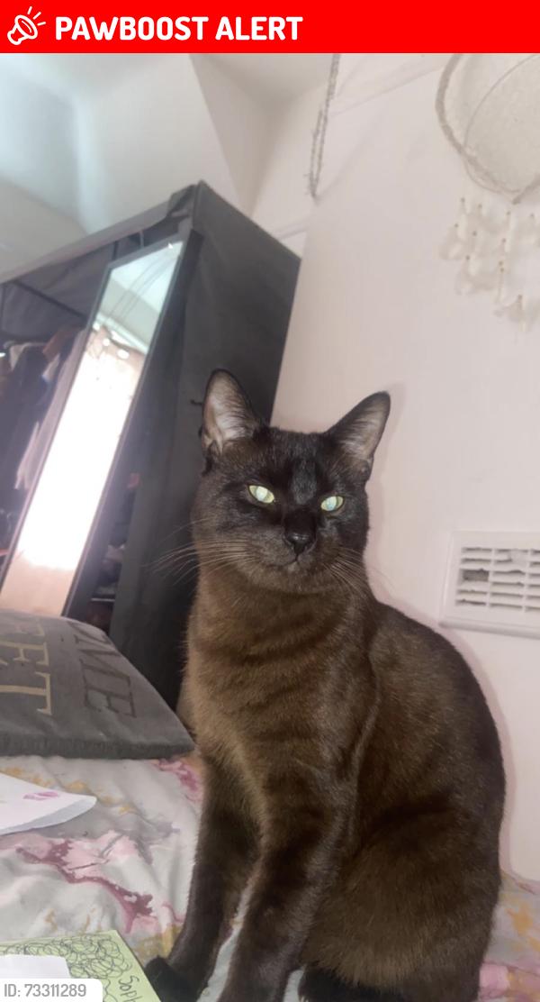 Lost Male Cat last seen Hamelin Road, Leicester, England LE3 1JN
