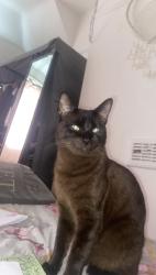 Lost Male Cat last seen Hamelin Road, Leicester, England LE3 1JN